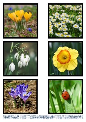 Ark Vårblommor