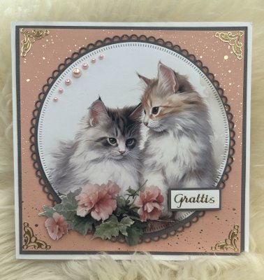4 motivbilder på papper 12x12 inch - Söta Katter