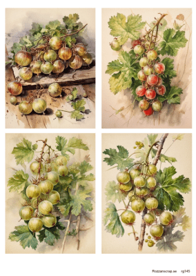 Klippark A4 Krusbär