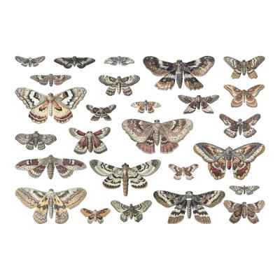 Tim Holtz Idea-ology - Transparencies, Moths